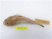 藏品(日本瞻星魚)的圖片